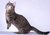 Munchkin-cat-facts-2[1]_tiny